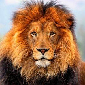 Meet your Posher, Ashfaque